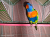 Rainbow Lorikeet